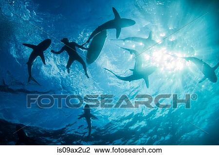 Low angle underwater view of surfer with surfboard with sharks, Colima, Mexico View Large Photo Image Stock Image - Low angle underwater view of surfer with surfboard with sharks, Colima, Mexico. Fotosearch