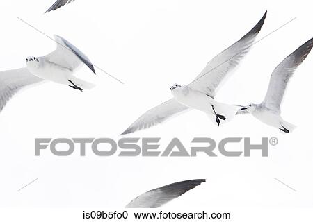 Stock Image - Low angle view of flock of seagulls flying. Fotosearch