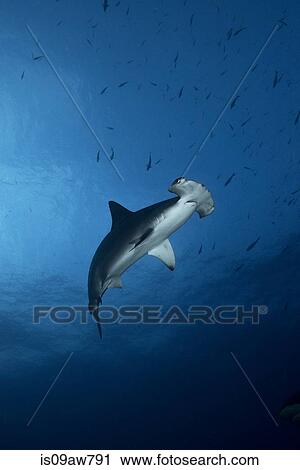 Low-angle view of Hammerhead Shark (Sphyrna Lewini) swimming View Large Photo Image Stock Image - Low-angle view of Hammerhead Shark (Sphyrna Lewini) swimming. Fotosearch