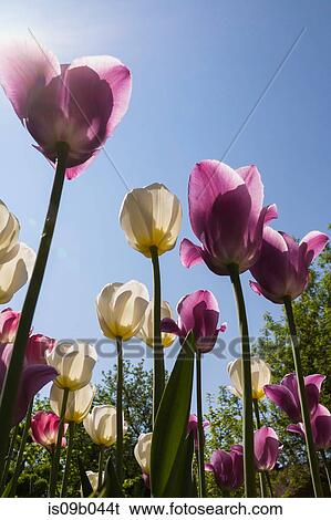 Low angle view of mauve and white Tulipa - Tulip flowers against blue sky with lensflare in spring View Large Photo Image Stock Photograph - Low angle view of mauve and white Tulipa - Tulip flowers against blue sky with lensflare in spring. Fotosearch