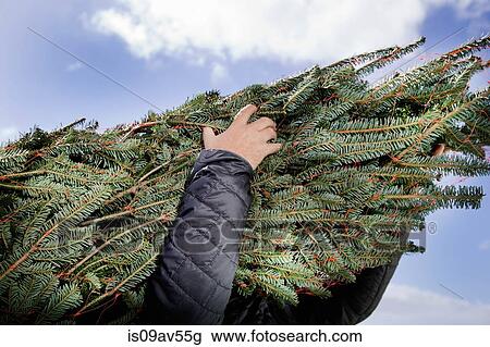 Low angle view of person carrying Christmas tree View Large Photo Image Stock Image - Low angle view of person carrying Christmas tree. Fotosearch