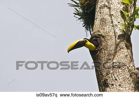 Low angle view of toucan (rhamphastos swainsonii) poking out hole in tree, Costa Rica View Large Photo Image Stock Photography - Low angle view of toucan (rhamphastos swainsonii) poking out hole in tree, Costa Rica. Fotosearch