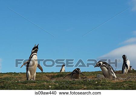 Magellanic penguins (Spheniscus magellanicus) Magdalena Island, Punta Arenas, Chile View Large Photo Image Stock Image - Magellanic penguins (Spheniscus magellanicus) Magdalena Island, Punta Arenas, Chile. Fotosearch