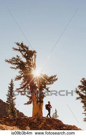 Picture - Male hiker hiking down sunlit mountainside, Mineral King, Sequoia National Park, California, USA. Fotosearch