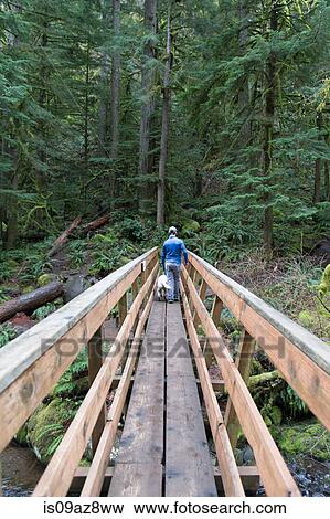Man and dog on wooden footbridge in forest View Large Photo Image Stock Photo - Man and dog on wooden footbridge in forest. Fotosearch