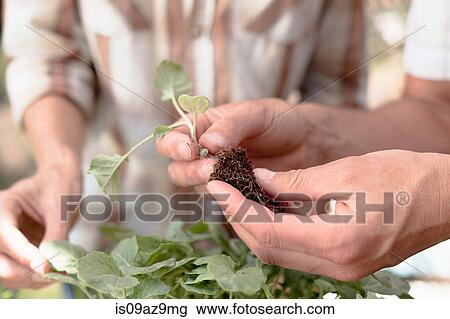 Man holding young plant with roots, close-up View Large Photo Image Stock Image - Man holding young plant with roots, close-up. Fotosearch