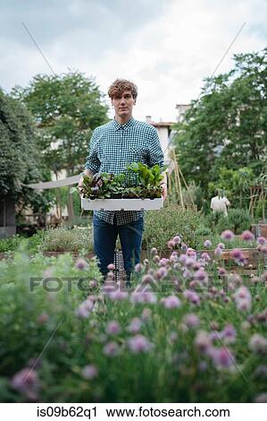 Man in garden holding tray of plants View Large Photo Image Stock Image - Man in garden holding tray of plants. Fotosearch