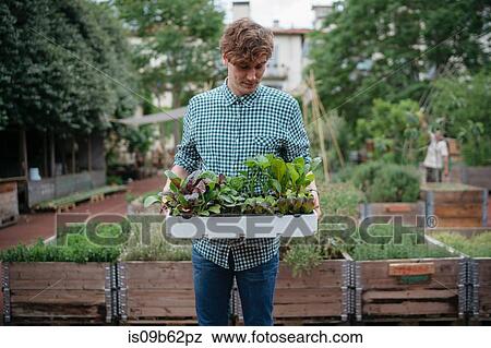 Man in garden holding tray of plants View Large Photo Image Stock Photo - Man in garden holding tray of plants. Fotosearch