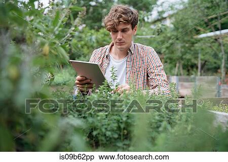 Man in garden using digital tablet to identify plant View Large Photo Image Stock Photography - Man in garden using digital tablet to identify plant. Fotosearch