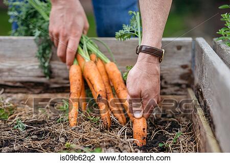 Stock Image - Man in vegetable garden harvesting carrots. Fotosearch