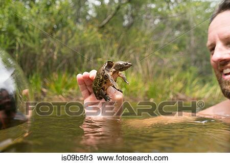 Man in water holding mud turtle smiling, Turkey Creek, Niceville, Florida, USA View Large Photo Image Stock Image - Man in water holding mud turtle smiling, Turkey Creek, Niceville, Florida, USA. Fotosearch
