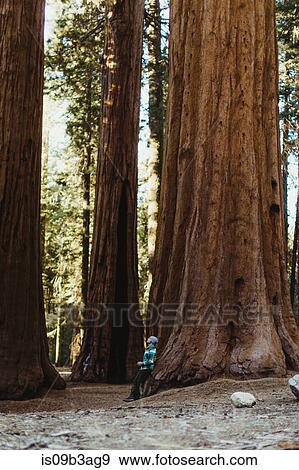 Stock Photo - Man leaning against sequoia tree, Sequoia national park, California, USA. Fotosearch