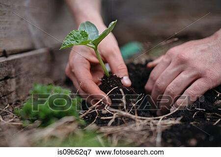 Man planting seedlings in soil View Large Photo Image Stock Photo - Man planting seedlings in soil. Fotosearch