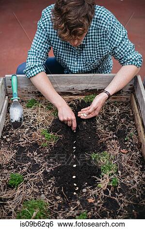 Man planting seeds in soil View Large Photo Image Stock Photograph - Man planting seeds in soil. Fotosearch
