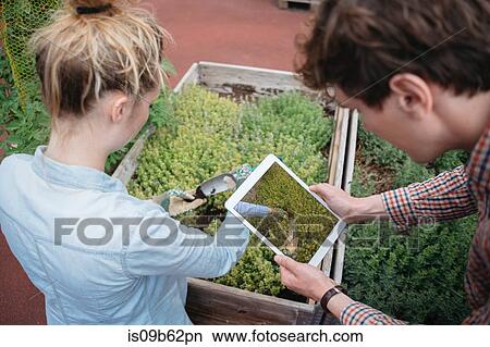 Man using digital tablet to photograph woman gardening View Large Photo Image Picture - Man using digital tablet to photograph woman gardening. Fotosearch
