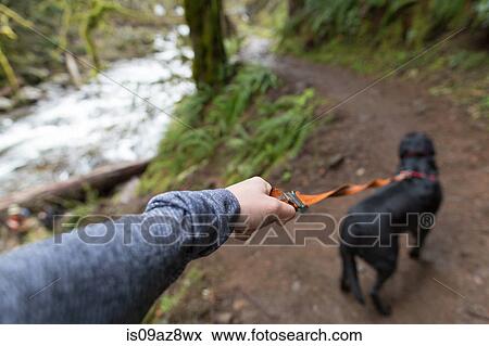 Man walking dog on leash by river View Large Photo Image Stock Photo - Man walking dog on leash by river. Fotosearch