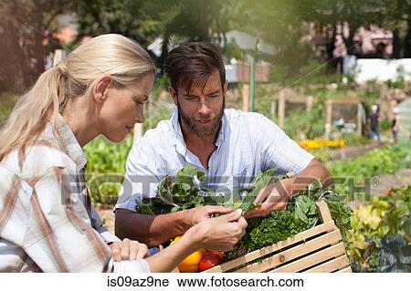 Mature couple in garden, inspecting freshly picked vegetables View Large Photo Image Stock Image - Mature couple in garden, inspecting freshly picked vegetables. Fotosearch