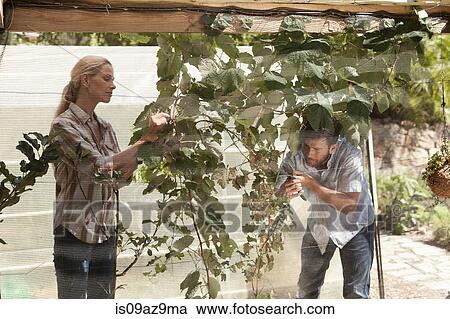 Mature couple in garden, tending to growing plants View Large Photo Image Stock Image - Mature couple in garden, tending to growing plants. Fotosearch