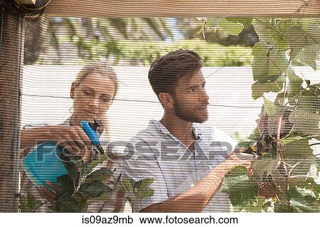Mature couple in garden, tending to growing plants View Large Photo Image Stock Image - Mature couple in garden, tending to growing plants. Fotosearch