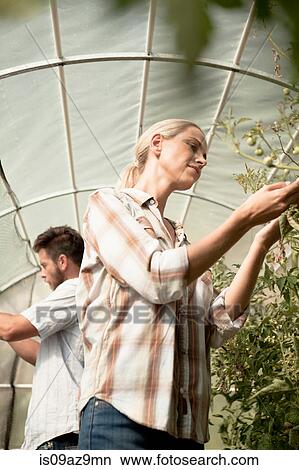 Mature couple tending to plants in greenhouse View Large Photo Image Picture - Mature couple tending to plants in greenhouse. Fotosearch