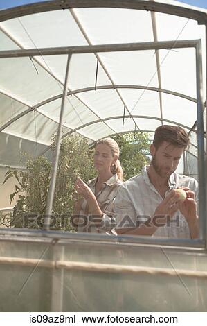 Mature couple tending to plants in greenhouse View Large Photo Image Stock Image - Mature couple tending to plants in greenhouse. Fotosearch