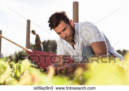 Mature man inspecting seedling in garden View Large Photo Image Stock Image - Mature man inspecting seedling in garden. Fotosearch