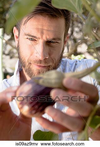 Mature man inspecting vegetables growing in garden, close-up View Large Photo Image Stock Photo - Mature man inspecting vegetables growing in garden, close-up. Fotosearch