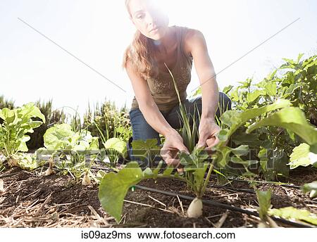 Mature man tending to plants in garden View Large Photo Image Stock Photograph - Mature man tending to plants in garden. Fotosearch