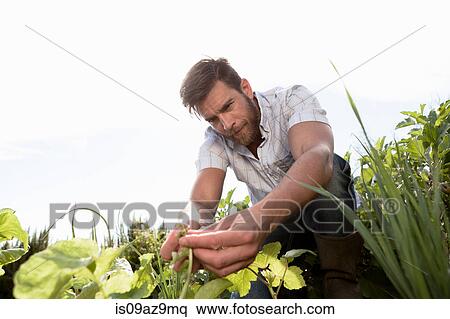 Mature man tending to plants in garden View Large Photo Image Stock Photography - Mature man tending to plants in garden. Fotosearch