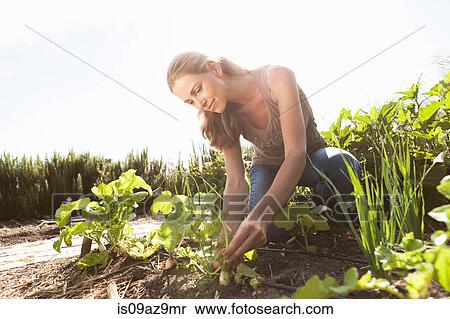 Mature man tending to plants in garden View Large Photo Image Stock Photography - Mature man tending to plants in garden. Fotosearch