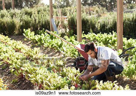 Mature man tending to plants in vegetable patch View Large Photo Image Stock Image - Mature man tending to plants in vegetable patch. Fotosearch