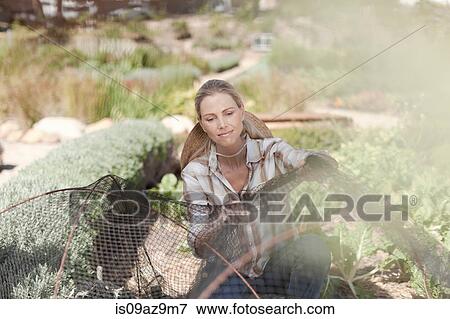 Stock Photo - Mature woman arranging netting over plants in garden. Fotosearch