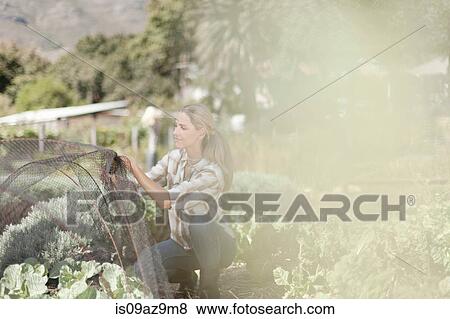 Mature woman arranging netting over plants in garden View Large Photo Image Stock Photo - Mature woman arranging netting over plants in garden. Fotosearch