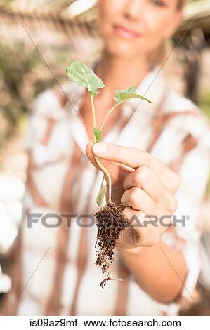 Mature woman holding young plant, close-up View Large Photo Image Stock Image - Mature woman holding young plant, close-up. Fotosearch
