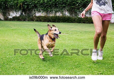 Mature woman running in park with dog, low section View Large Photo Image Picture - Mature woman running in park with dog, low section. Fotosearch