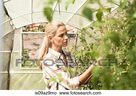 Mature woman tending to plants in greenhouse View Large Photo Image Picture - Mature woman tending to plants in greenhouse. Fotosearch