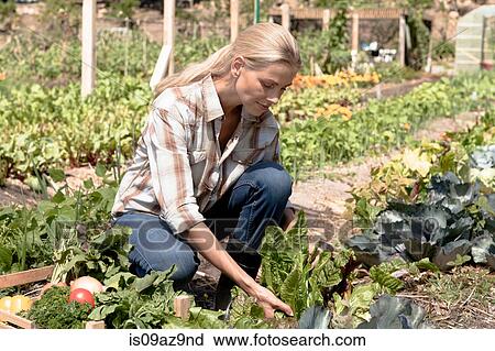 Mature woman tending to vegetables growing in garden View Large Photo Image Stock Image - Mature woman tending to vegetables growing in garden. Fotosearch