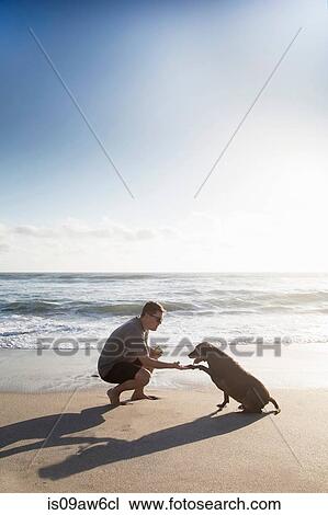 Mid adult man and dog on beach, man shaking hands with dog View Large Photo Image Stock Image - Mid adult man and dog on beach, man shaking hands with dog. Fotosearch