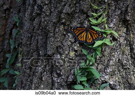 Stock Image - Monarch butterfly on tree trunk. Fotosearch