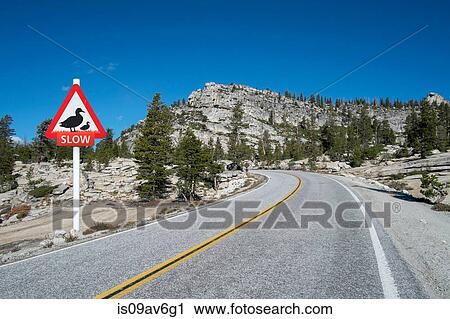 Mountain highway warning sign for slow ducks, Olmsted Point, Yosemite National Park, California, USA View Large Photo Image Stock Image - Mountain highway warning sign for slow ducks, Olmsted Point, Yosemite National Park, California, USA. Fotosearch