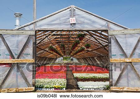 Opened doors on a wooden framed commercial greenhouse with white, pink and red flowering Begonia plants in containers View Large Photo Image Stock Image - Opened doors on a wooden framed commercial greenhouse with white, pink and red flowering Begonia plants in containers. Fotosearch