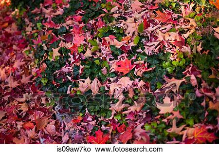 Overhead view of fallen autumn leaves View Large Photo Image Picture - Overhead view of fallen autumn leaves. Fotosearch