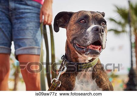 Stock Photo - Owner walking dog. Fotosearch