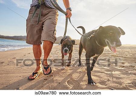 Owner walking dogs on beach View Large Photo Image Stock Image - Owner walking dogs on beach. Fotosearch