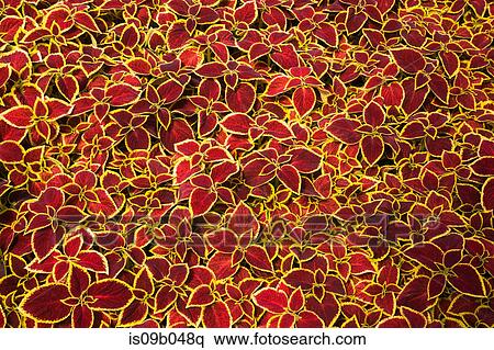 Packed burgundy and yellow Solenostemon - Coleus plant leaves in containers in commercial greenhouse in spring View Large Photo Image Stock Photography - Packed burgundy and yellow Solenostemon - Coleus plant leaves in containers in commercial greenhouse in spring. Fotosearch