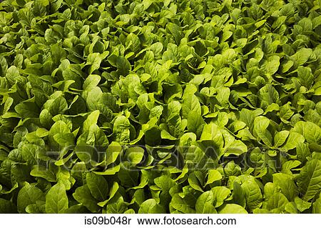 Packed green Nicotiana - Tobacco plants in containers in commercial greenhouse in spring View Large Photo Image Stock Photography - Packed green Nicotiana - Tobacco plants in containers in commercial greenhouse in spring. Fotosearch