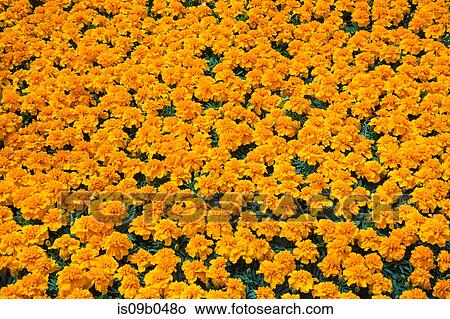 Picture - Packed orange Tagetes - Marigold flowers in containers in commercial greenhouse in spring. Fotosearch