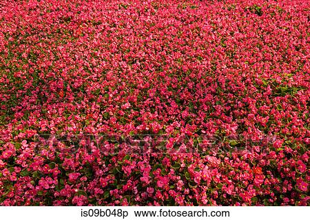 Packed purple Begonia flowers in containers in commercial greenhouse in spring View Large Photo Image Stock Photography - Packed purple Begonia flowers in containers in commercial greenhouse in spring. Fotosearch