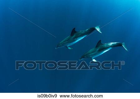 Pair of atlantic spotted dolphins (stenella frontalis) swimming in ocean, Isla Mujeres, Mexico View Large Photo Image Stock Photo - Pair of atlantic spotted dolphins (stenella frontalis) swimming in ocean, Isla Mujeres, Mexico. Fotosearch