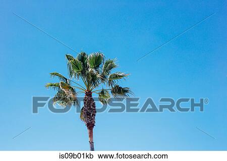 Palm tree against blue sky View Large Photo Image Stock Image - Palm tree against blue sky. Fotosearch